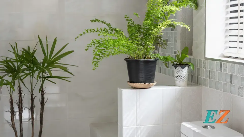 Natural-Lights-and-plants